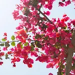 Verina Terra Platis Gialos (Sifnos)