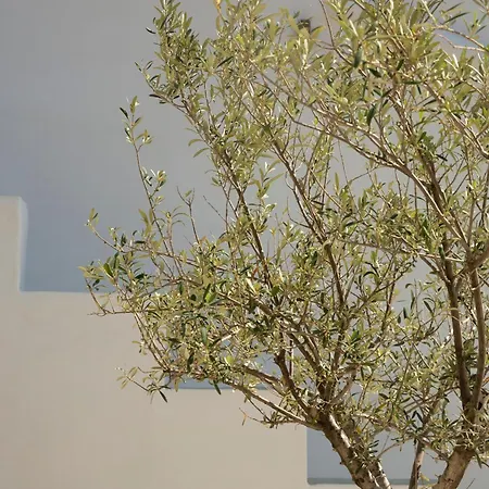 Aparthotel Verina Terra Platis Gialos (Sifnos)